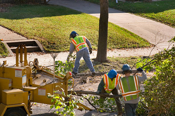 Reliable Farmingdale, NJ Tree Services Solutions